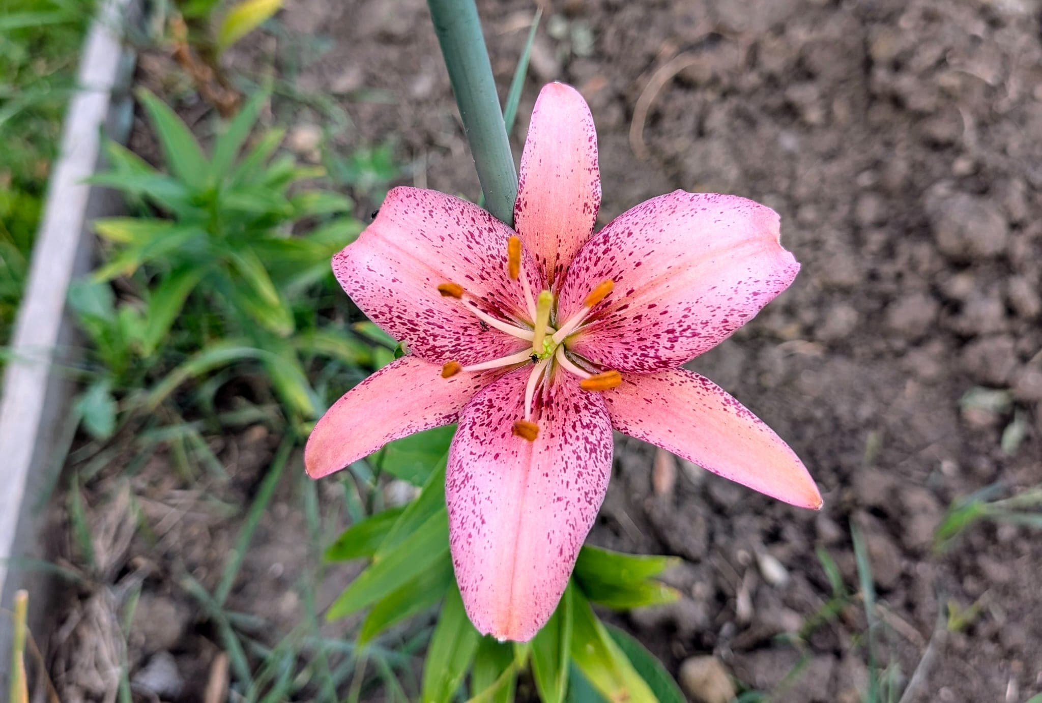 Understanding Blockchains Through Java Code